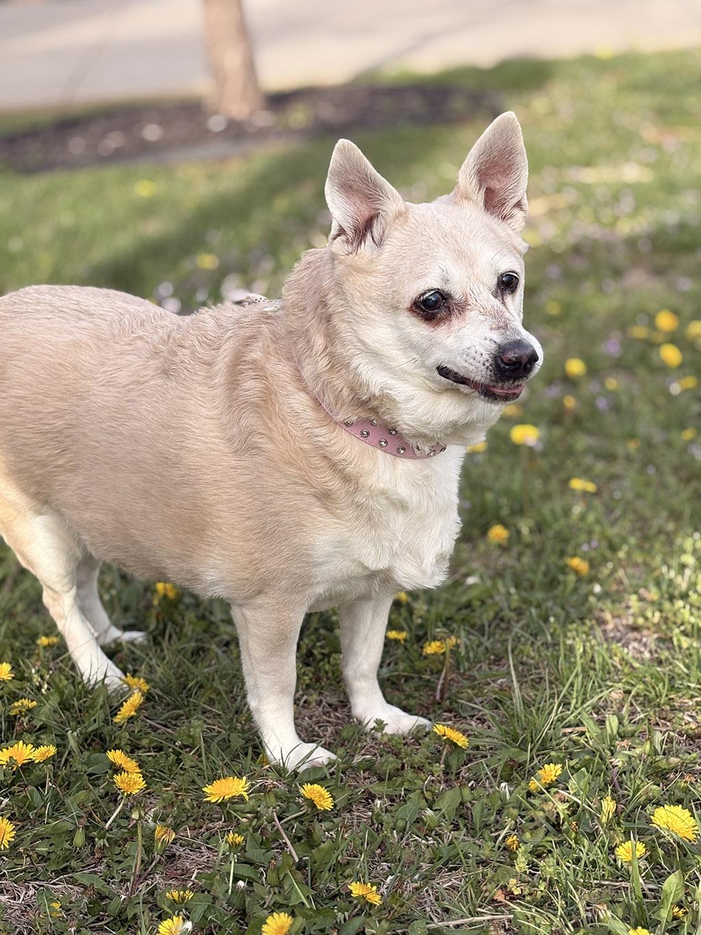 Enlarge Little, a Adoptable mixed breed in Lake Saint Louis, MO image 4/6