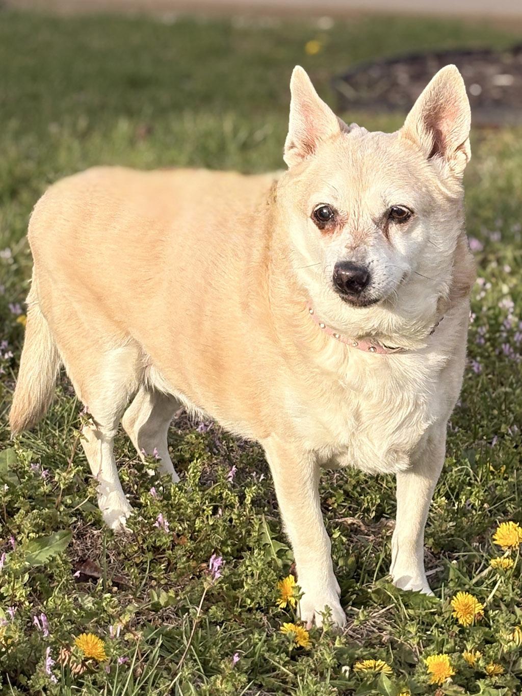 Enlarge Little, a Adoptable mixed breed in Lake Saint Louis, MO image 6/6