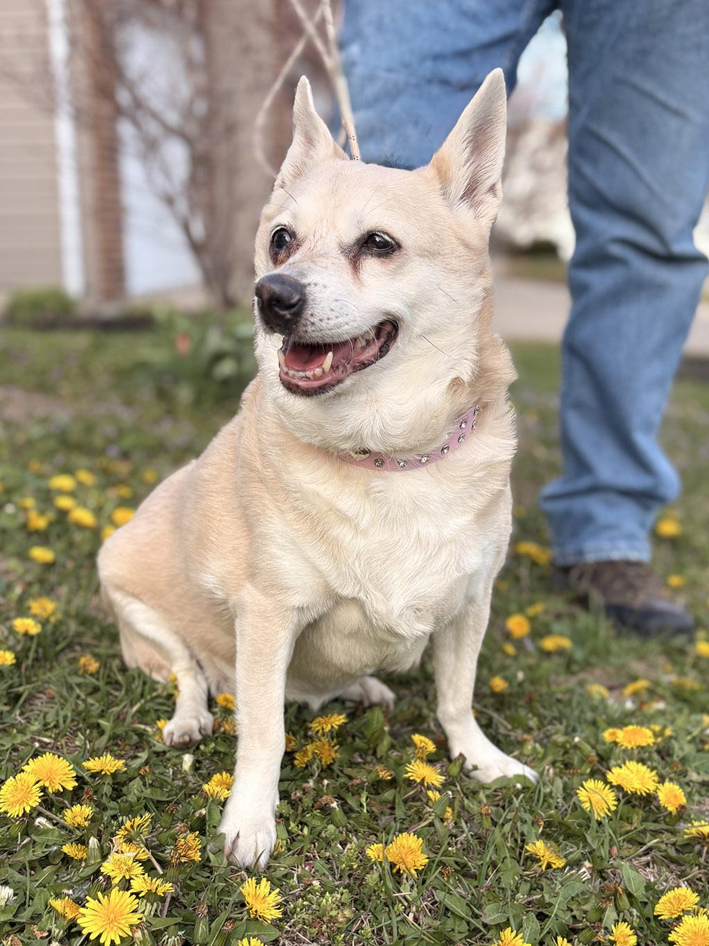Enlarge Little, a Adoptable mixed breed in Lake Saint Louis, MO image 2/6