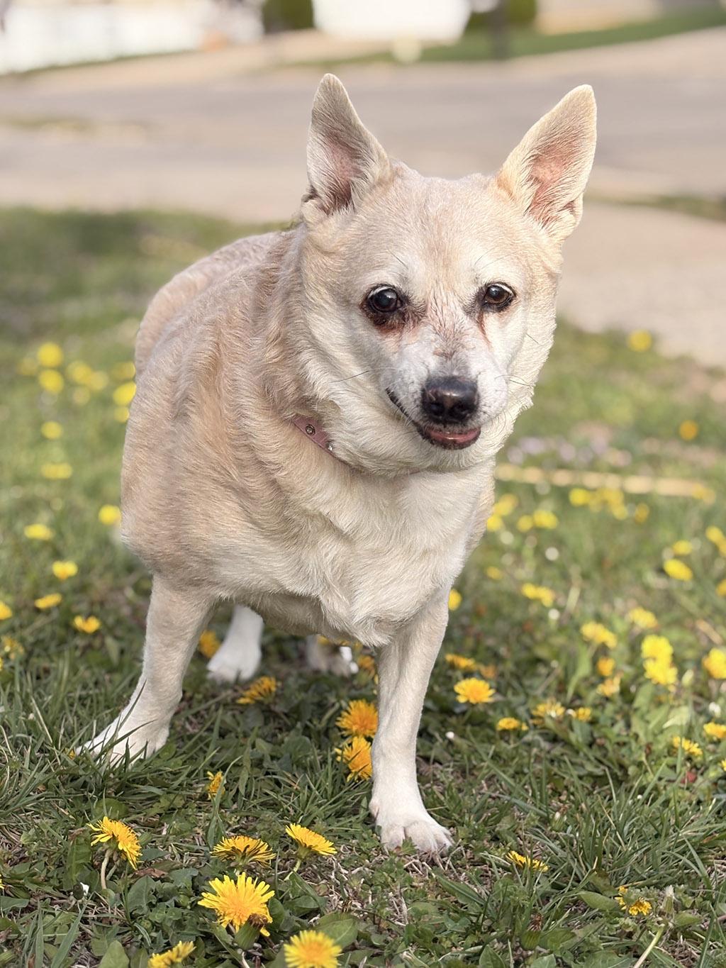 Little, Adoptable, Senior Female Chihuahua.