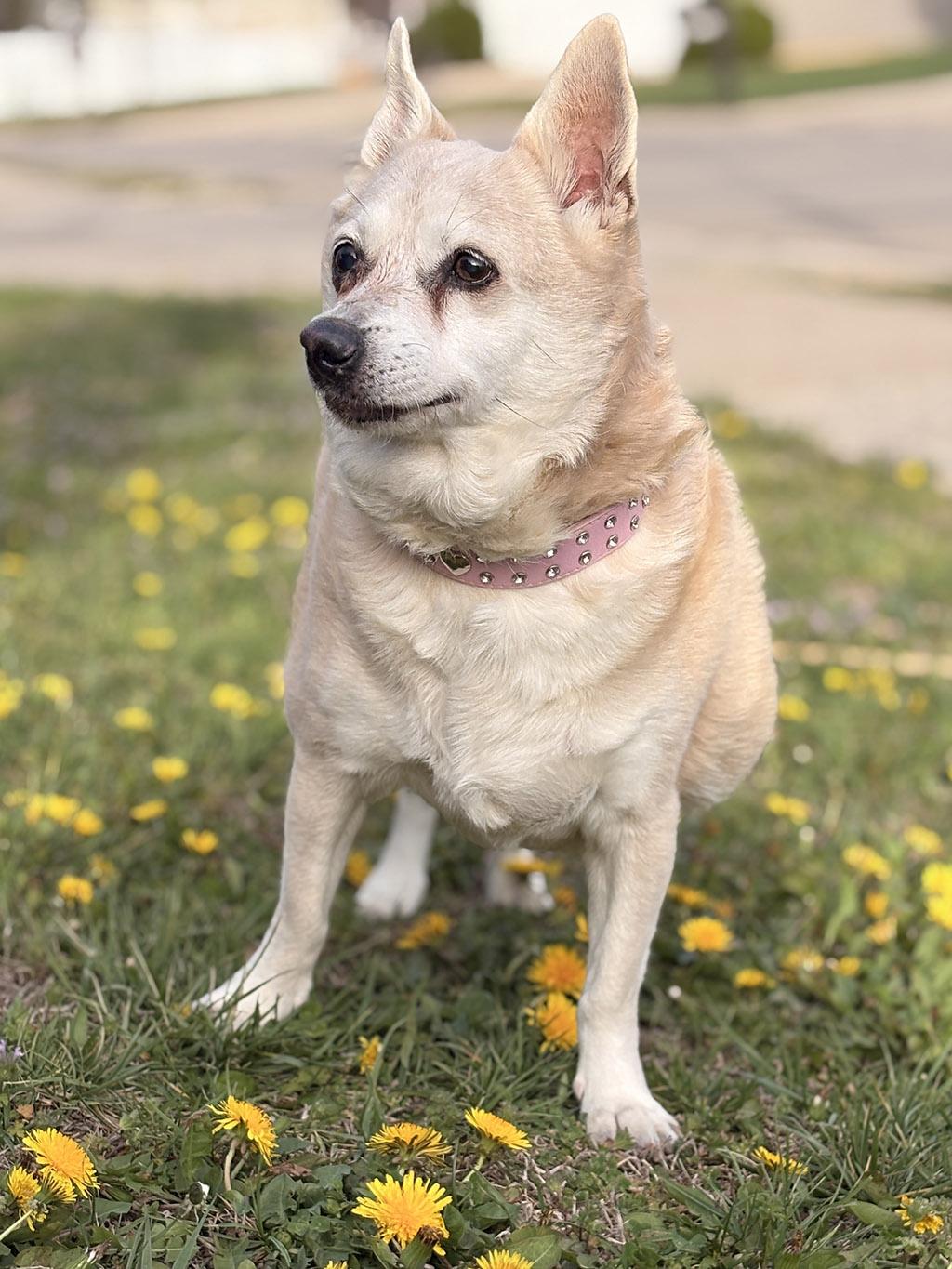 Enlarge Little, a Adoptable mixed breed in Lake Saint Louis, MO image 5/6