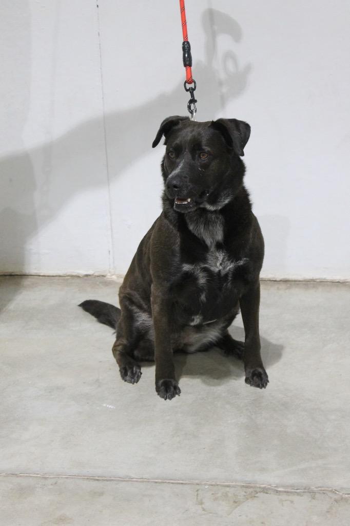 Stacy, Adoptable, Adult Female Labrador Retriever & Mixed Breed.