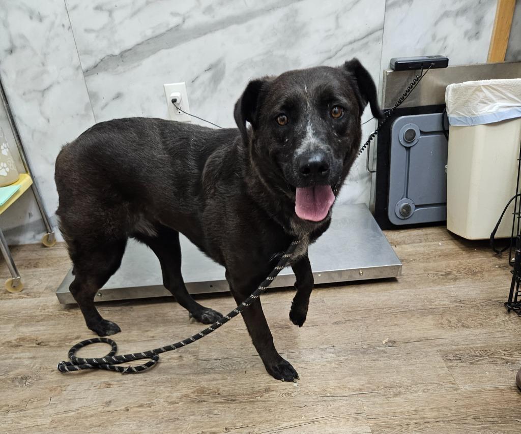 Enlarge Stacy, a Adoptable mixed breed in Tucumcari, NM image 2/2