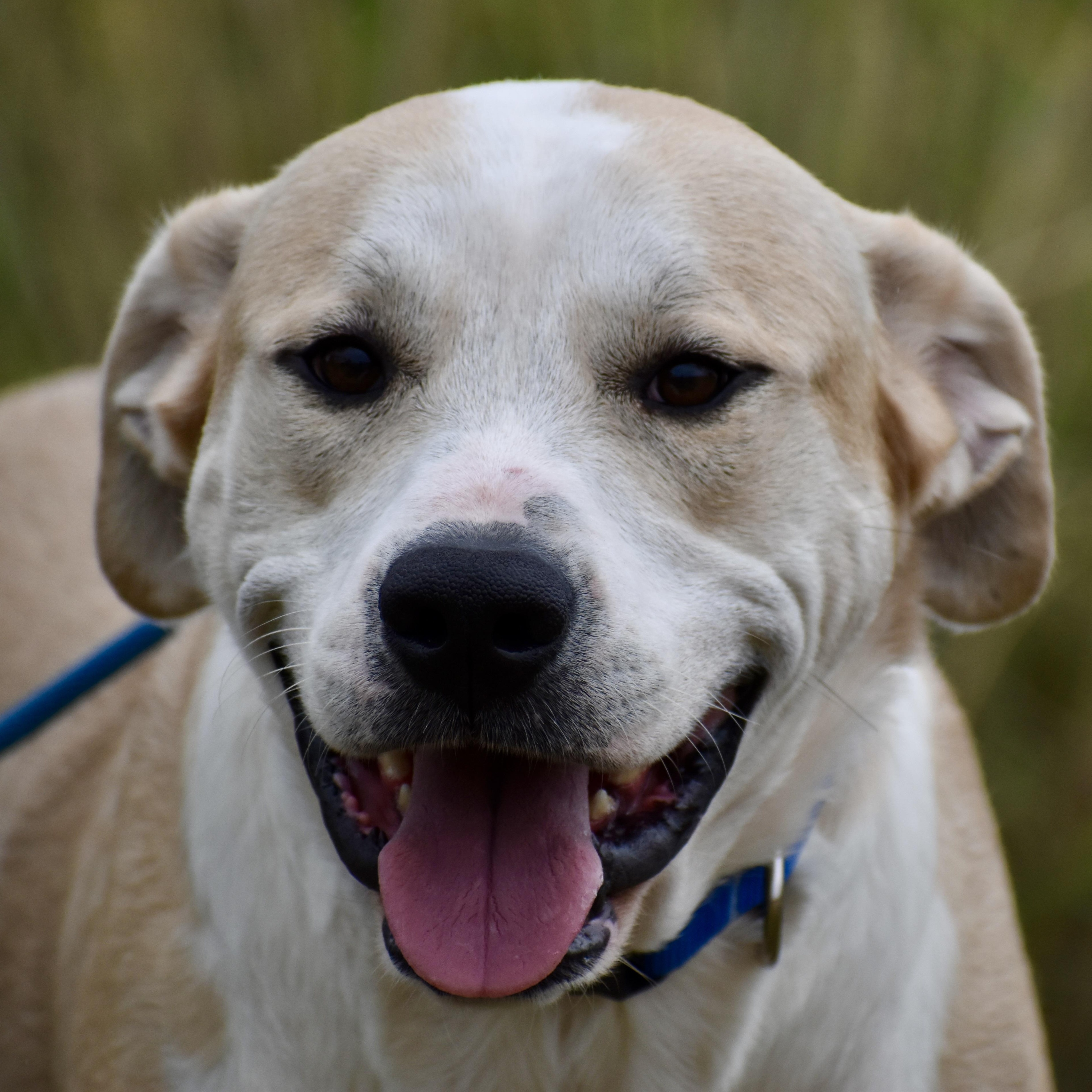 Enlarge Anthony Rizzo, an adopted mixed breed in Brooklyn, NY image 1/4