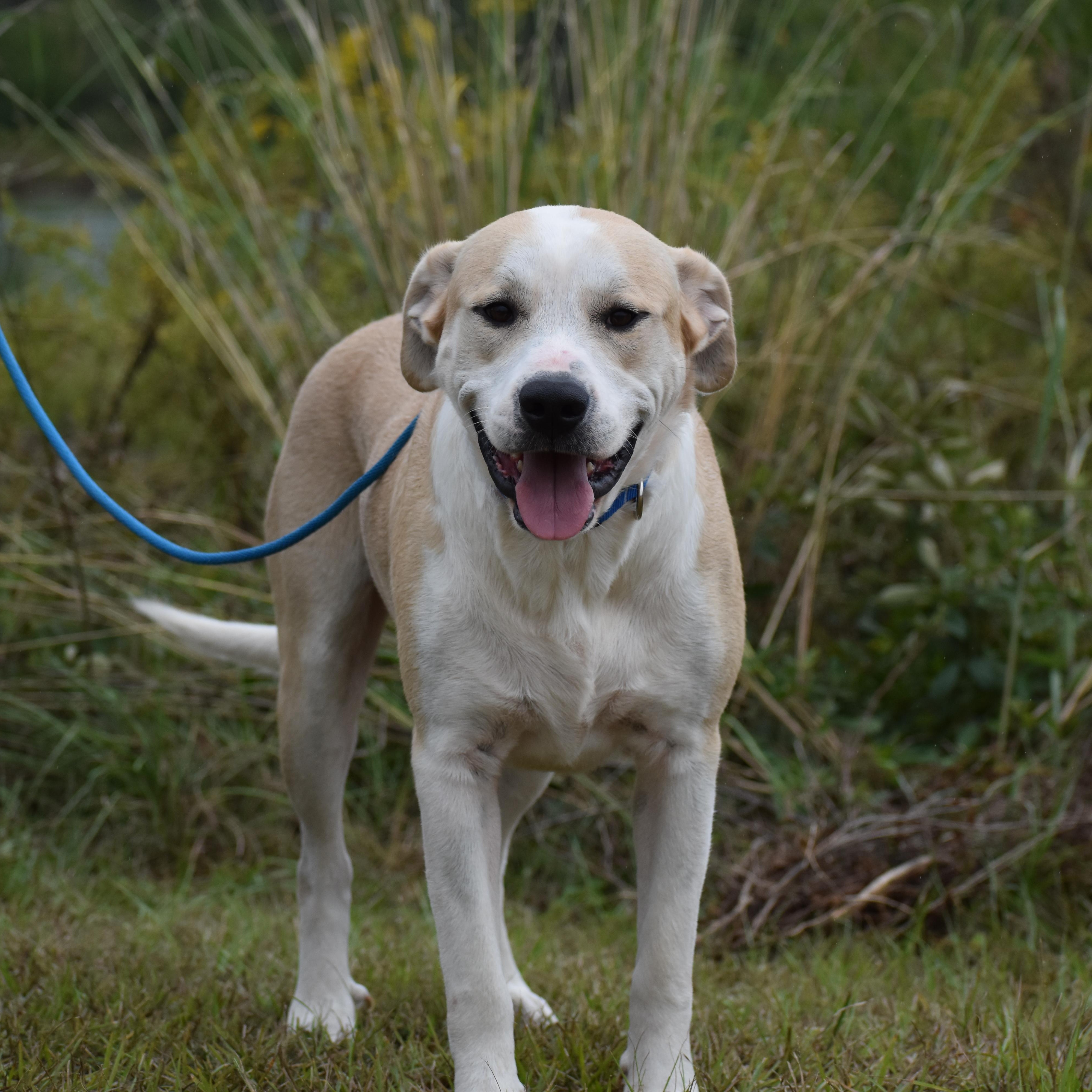 Enlarge Anthony Rizzo, an adopted mixed breed in Brooklyn, NY image 4/4