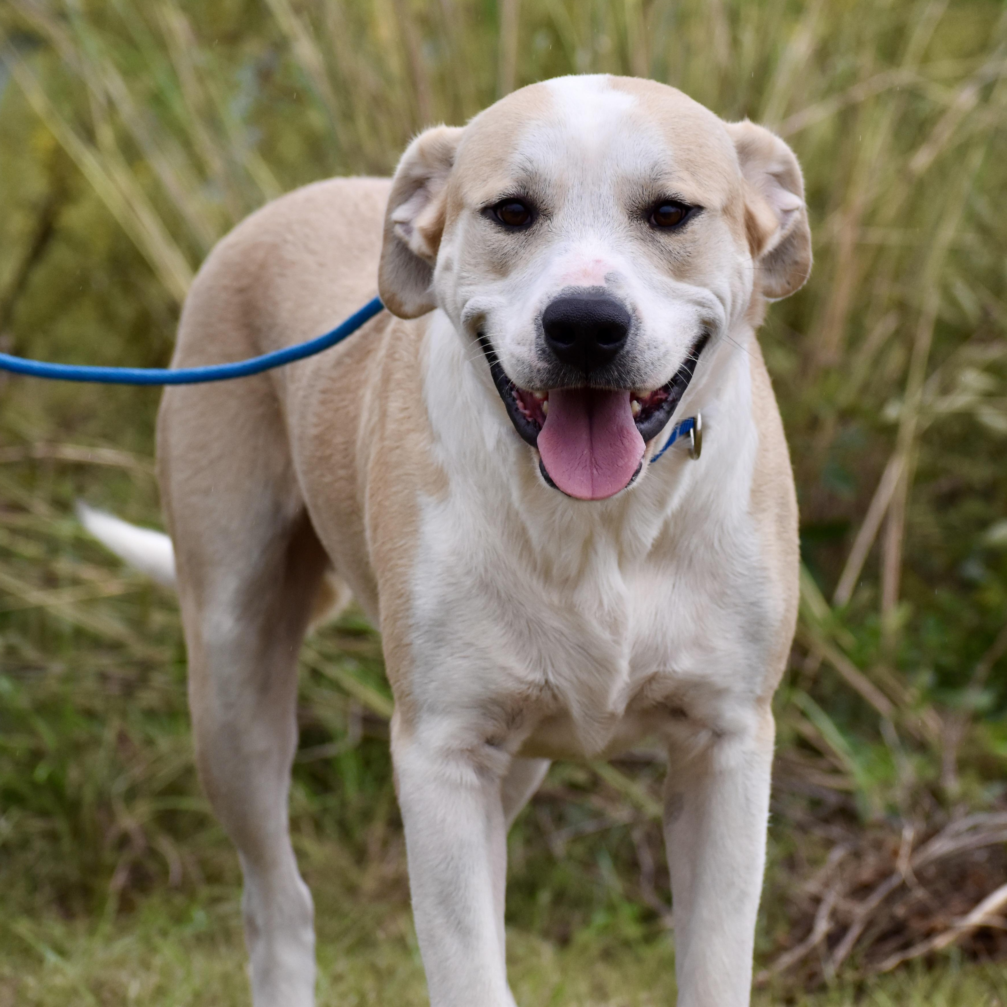 Enlarge Anthony Rizzo, an adopted mixed breed in Brooklyn, NY image 3/4