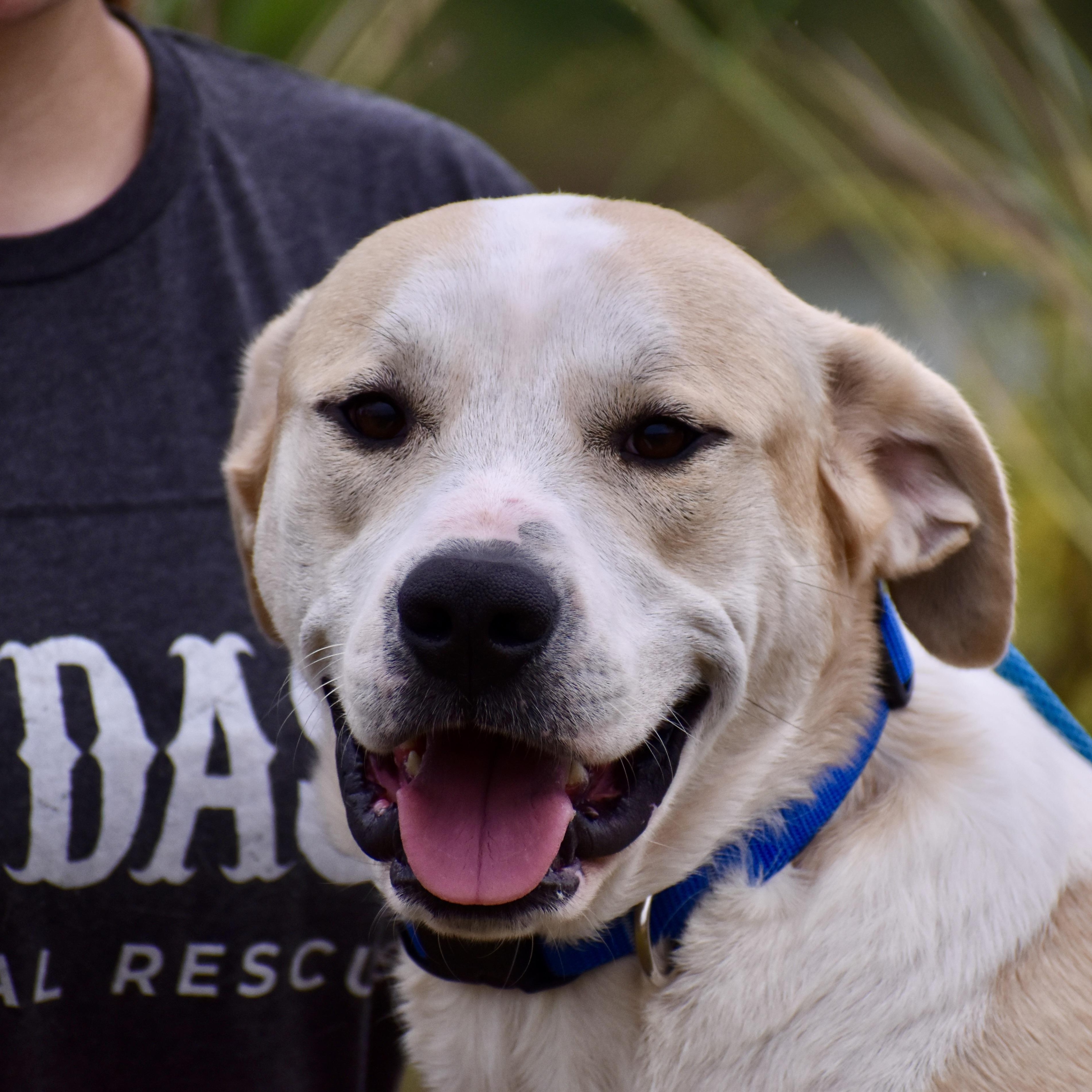 Enlarge Anthony Rizzo, an adopted mixed breed in Brooklyn, NY image 2/4