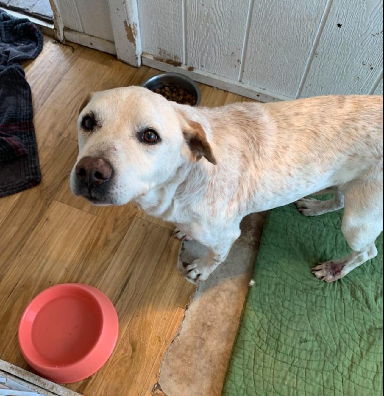 Benny — thumbnail 3