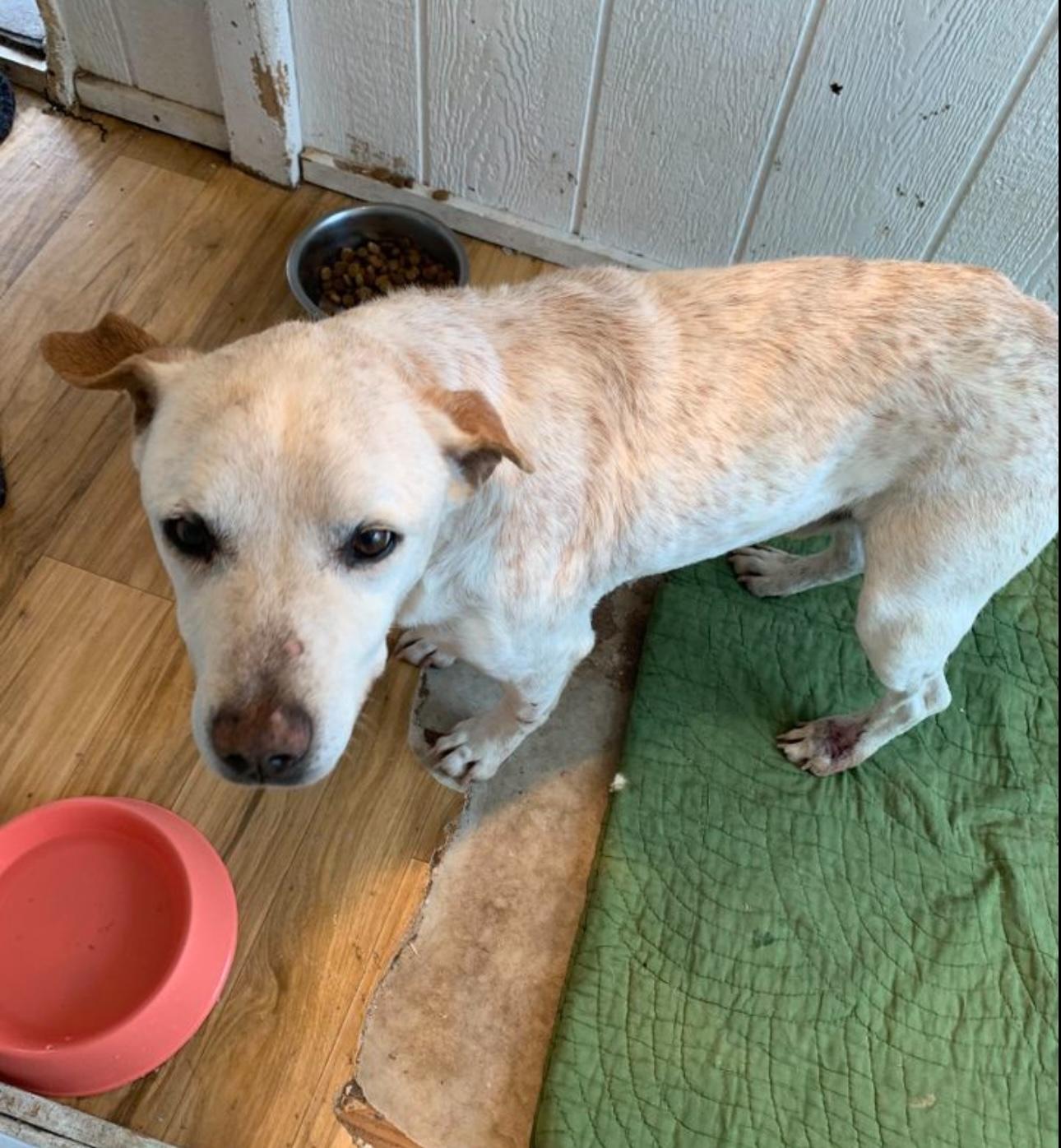 Benny — thumbnail 4