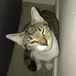 Louis, Adoptable, Young Male Tabby & Domestic Short Hair.