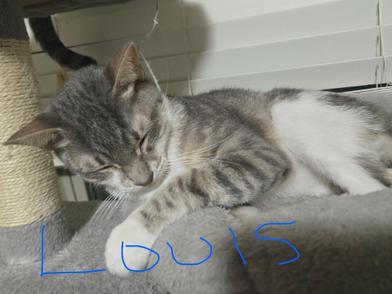 Enlarge Louis, a Adoptable mixed breed in RATON, NM image 2/2