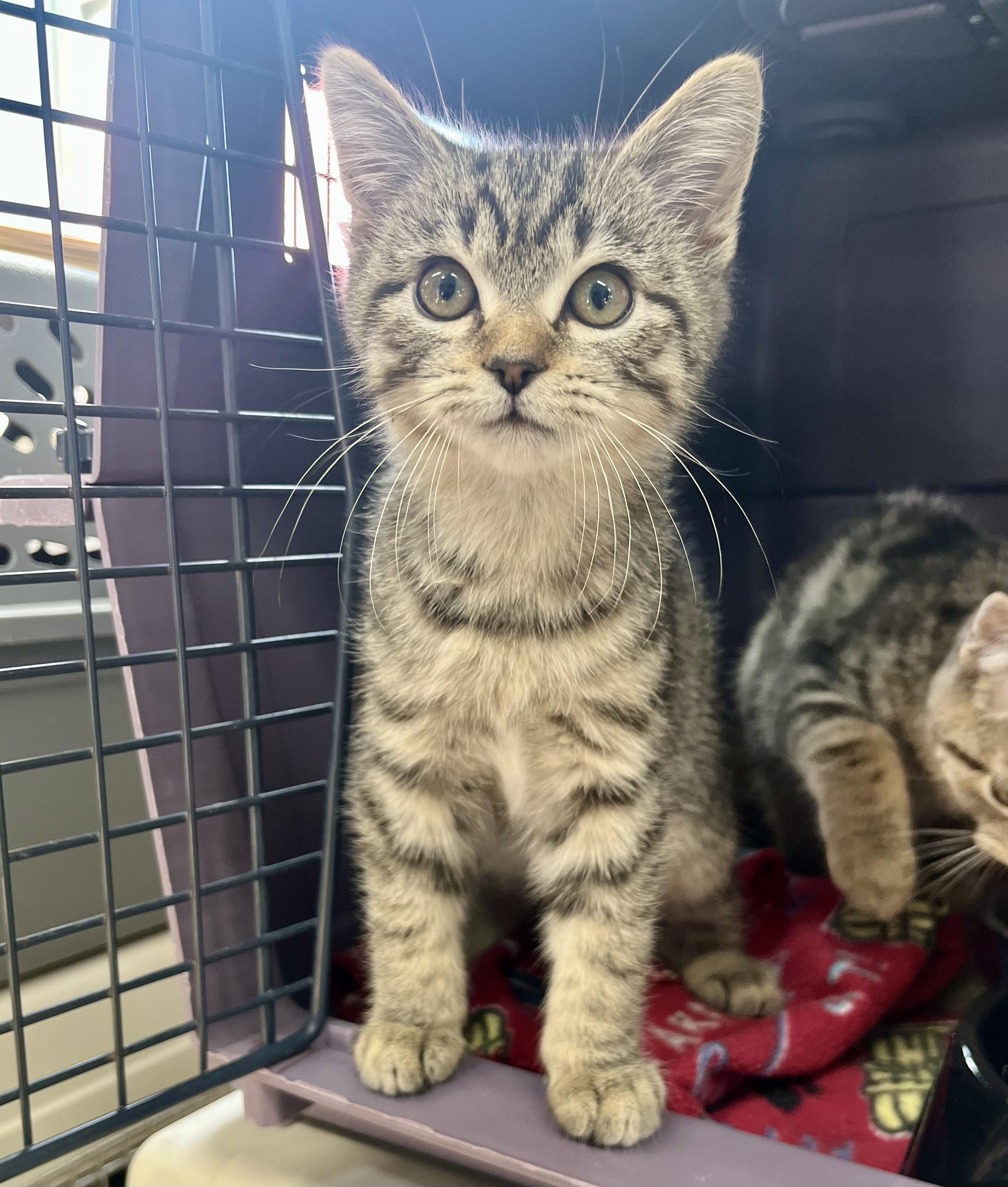 Spinach Artichoke Dip thumbnail 2