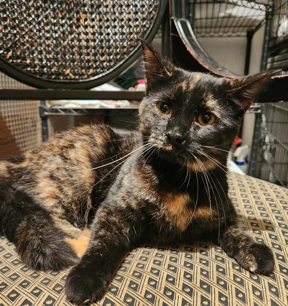 Bellina, Adoptable, Young Female Domestic Short Hair.