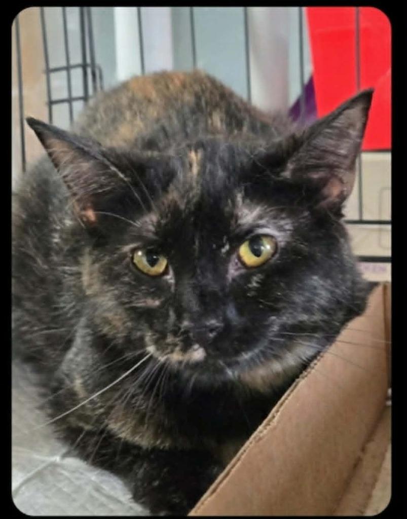 Bellina, a Adoptable mixed breed in Olney, IL image 2/2