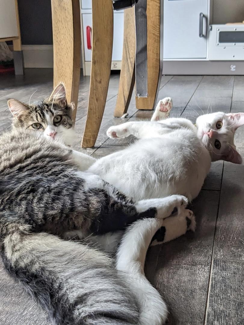 Enlarge Kiba & Ghost, a Adoptable American Wirehair in Monroe, NC image 1/5