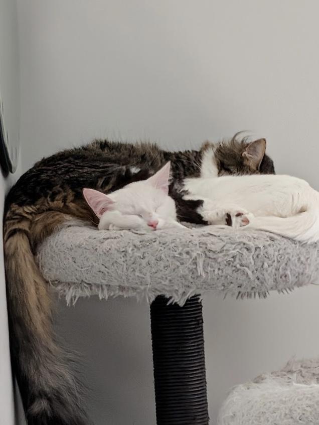 Enlarge Kiba & Ghost, a Adoptable American Wirehair in Monroe, NC image 3/5