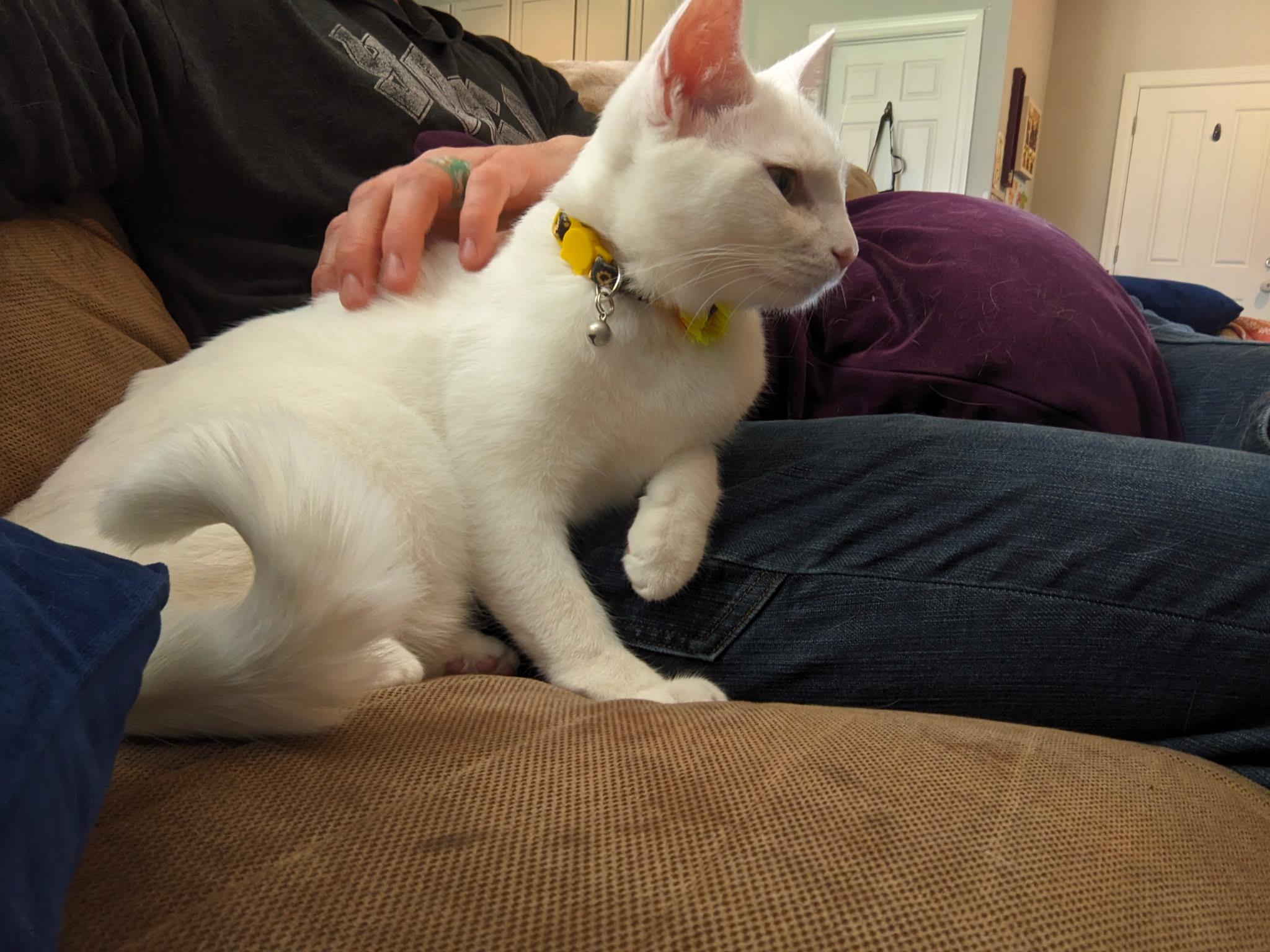 Enlarge Kiba & Ghost, a Adoptable American Wirehair in Monroe, NC image 5/5
