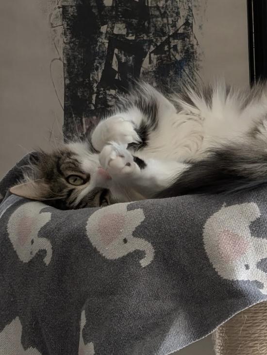 Enlarge Kiba & Ghost, a Adoptable American Wirehair in Monroe, NC image 4/5