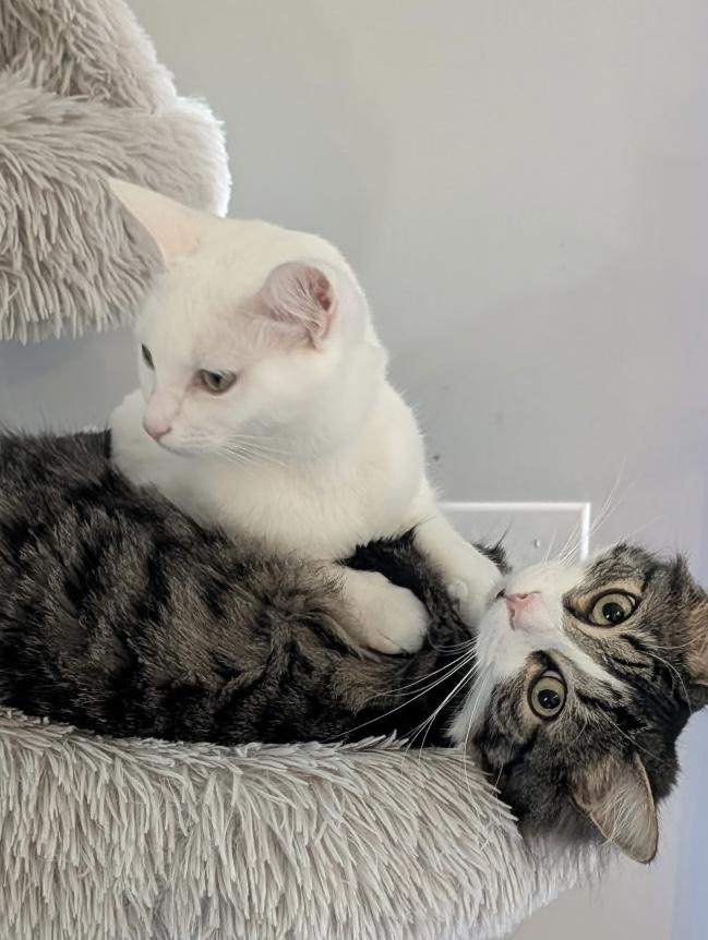 Enlarge Kiba & Ghost, a Adoptable American Wirehair in Monroe, NC image 2/5