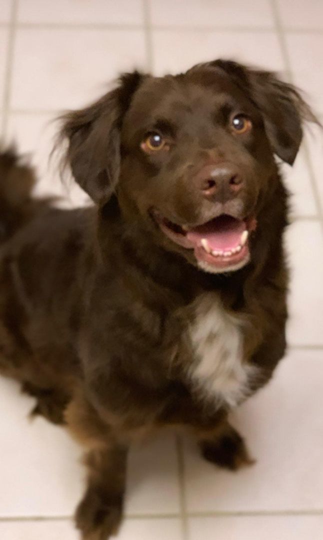 Bunker!, Adoptable, Adult Male Retriever & Shepherd.