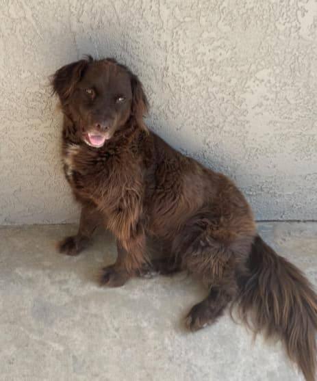 Enlarge Bunker!, a Adoptable mixed breed in Roseville, CA image 2/6