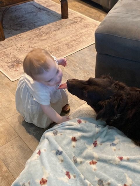 Enlarge Bunker!, a Adoptable mixed breed in Roseville, CA image 3/6