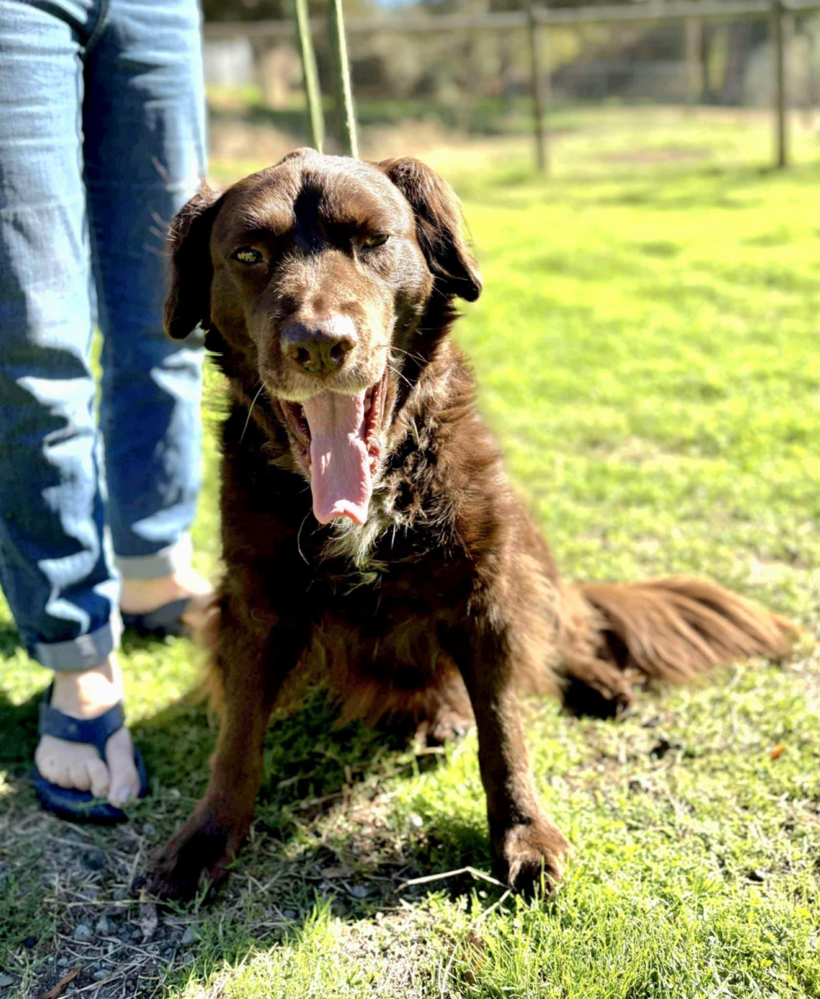 Enlarge Bunker!, a Adoptable mixed breed in Roseville, CA image 5/6