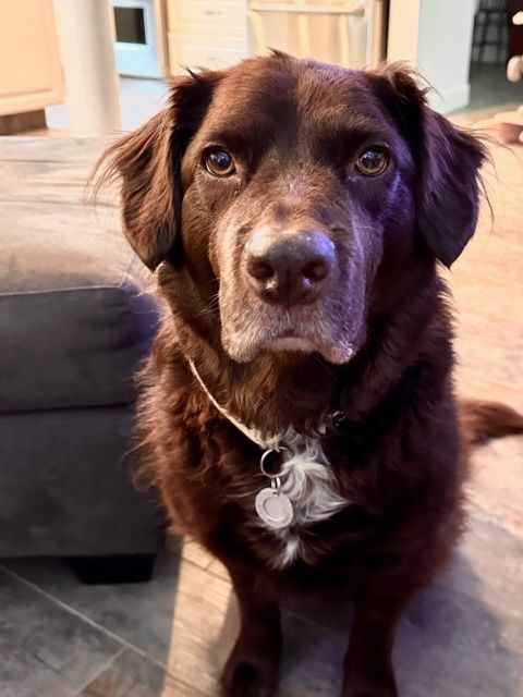 Enlarge Bunker!, a Adoptable mixed breed in Roseville, CA image 4/6