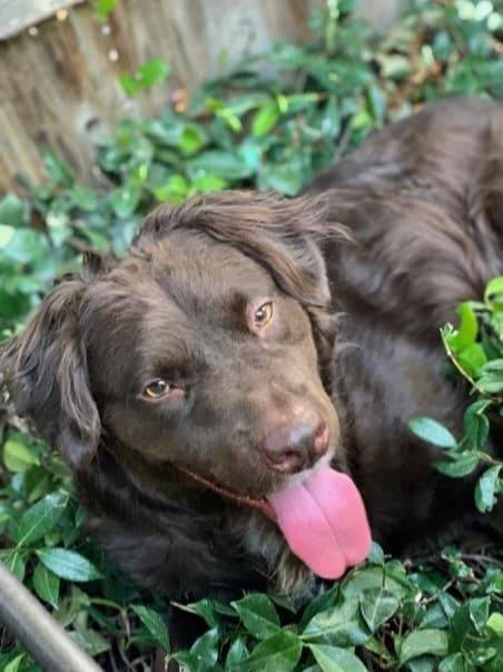 Enlarge Bunker!, a Adoptable mixed breed in Roseville, CA image 5/6