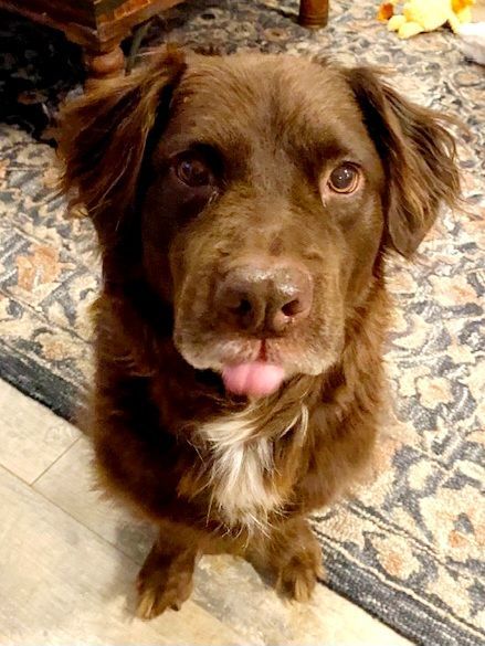 Enlarge Bunker!, a Adoptable mixed breed in Roseville, CA image 6/6