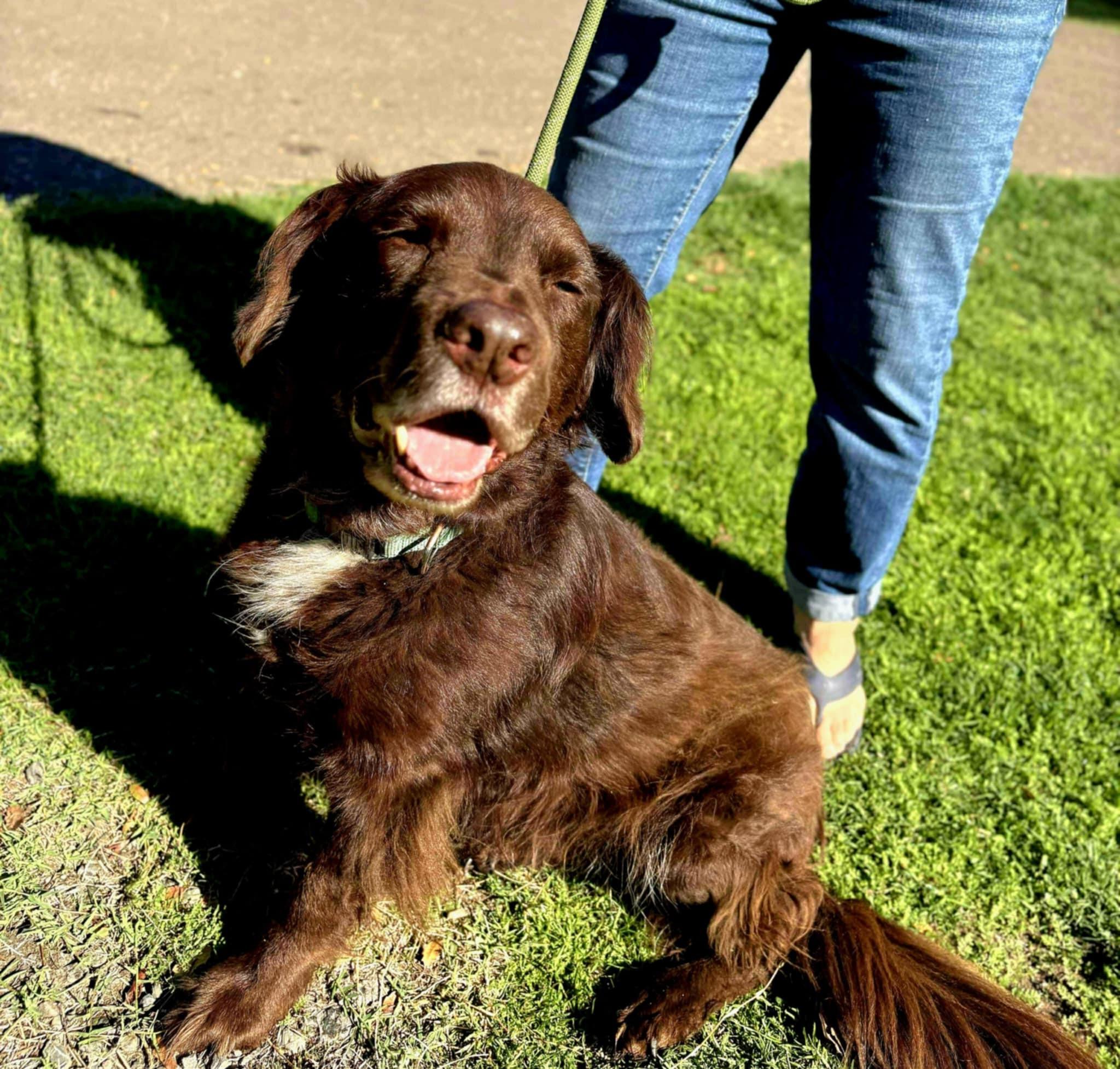 Enlarge Bunker!, a Adoptable mixed breed in Roseville, CA image 1/6