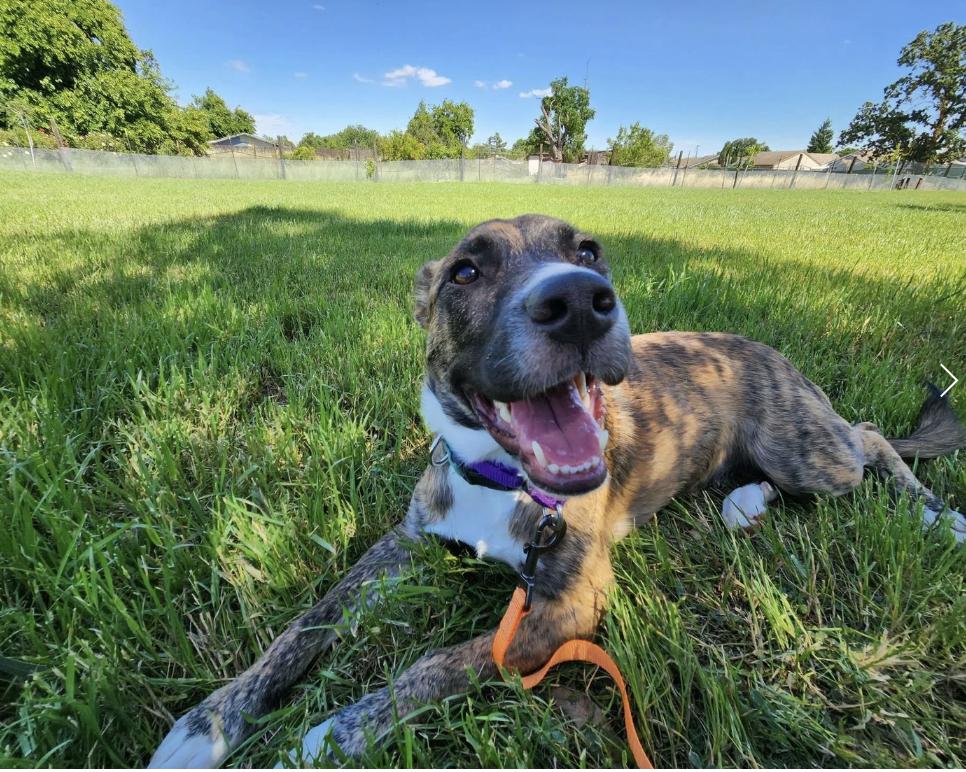 Enlarge Kisha, a ADOPTABLE mixed breed in Davis, CA image 4/6