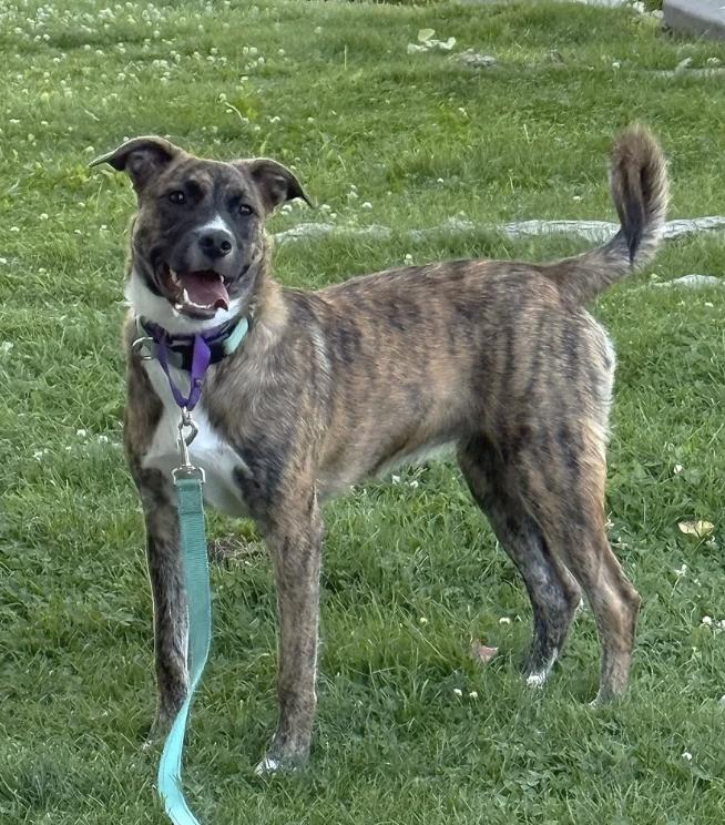 Enlarge Kisha, a ADOPTABLE mixed breed in Davis, CA image 2/6