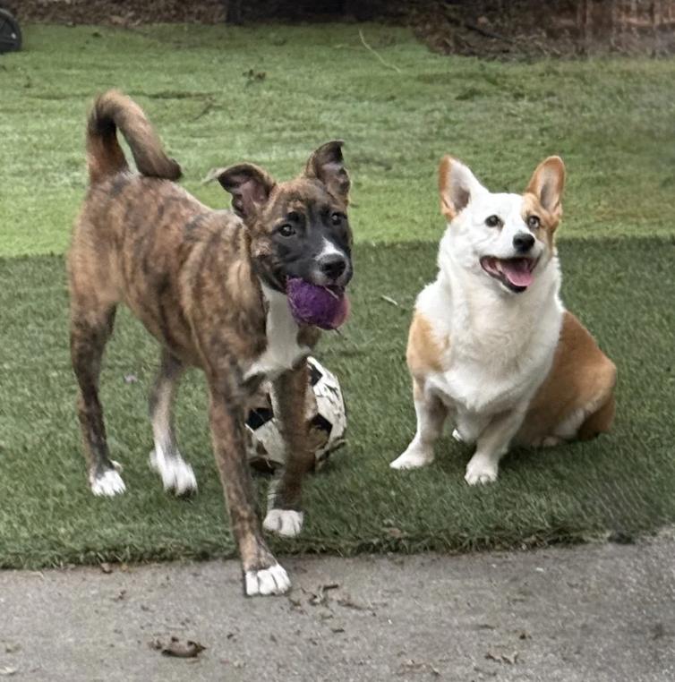 Enlarge Kisha, a ADOPTABLE mixed breed in Davis, CA image 5/6
