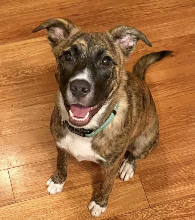 Enlarge Kisha, a ADOPTABLE mixed breed in Davis, CA image 1/6