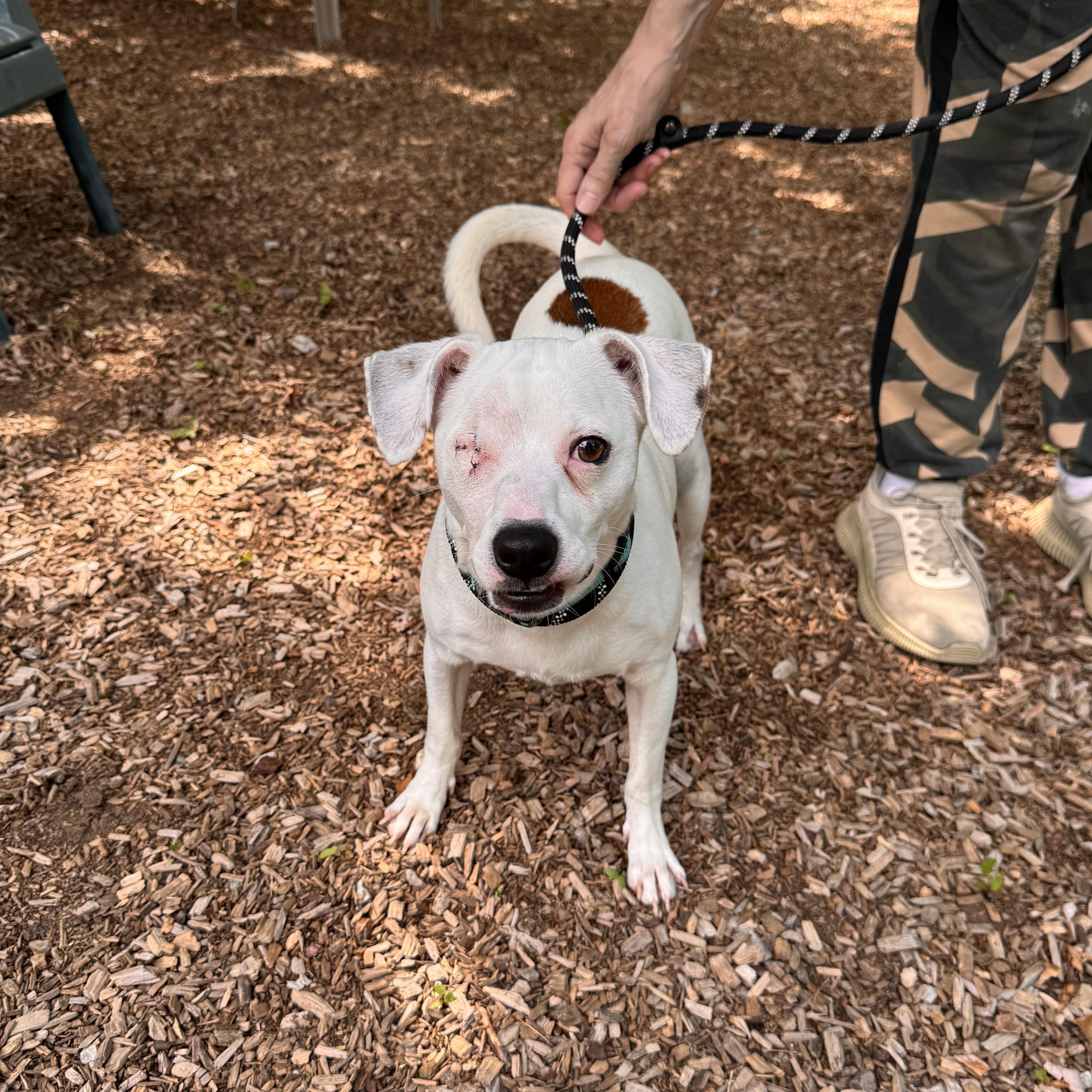 Gravy, an adopted mixed breed in Sudbury, MA image 3/3