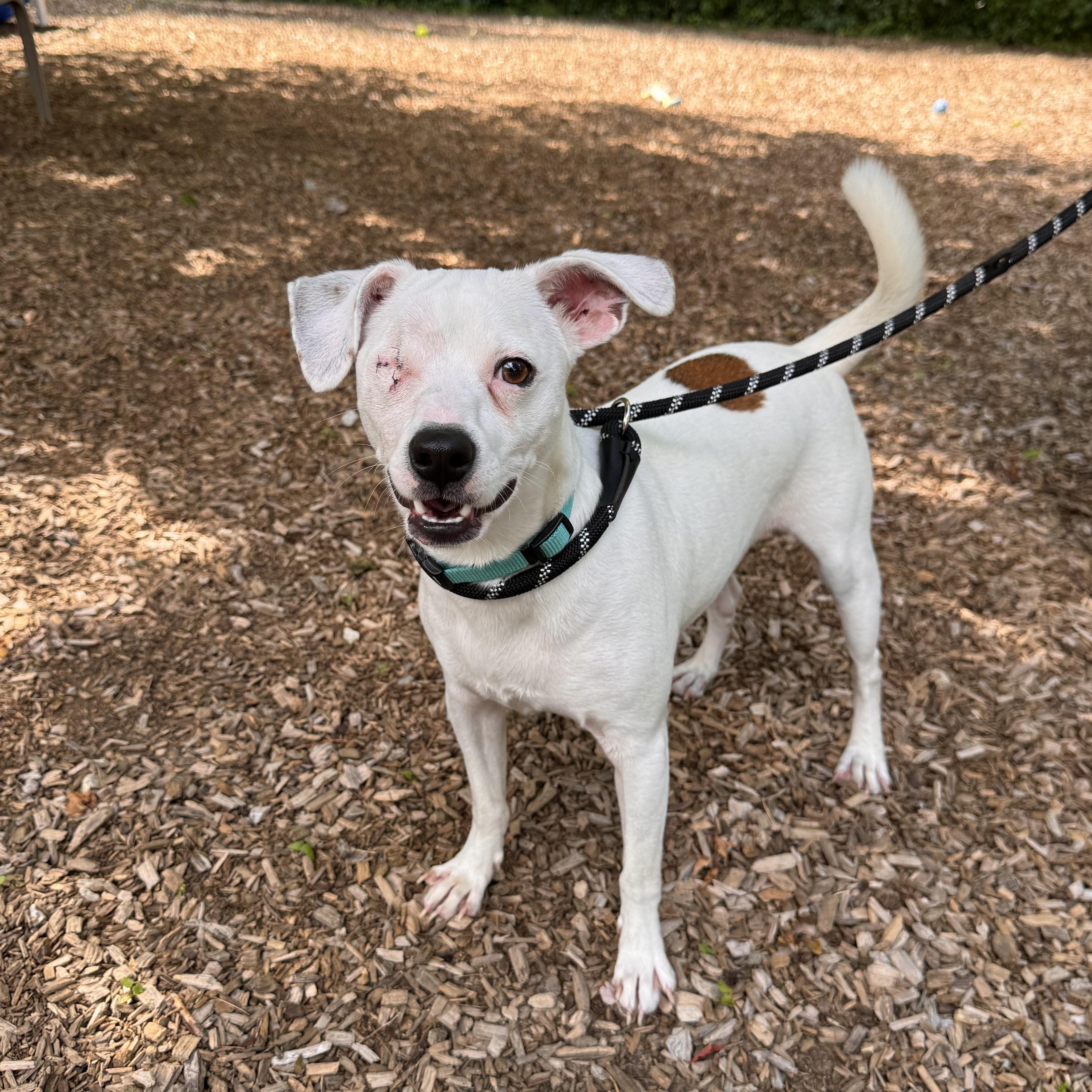 Gravy, adopted, Young Male Terrier.