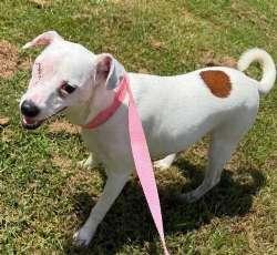 Gravy, an adopted mixed breed in Sudbury, MA image 2/3