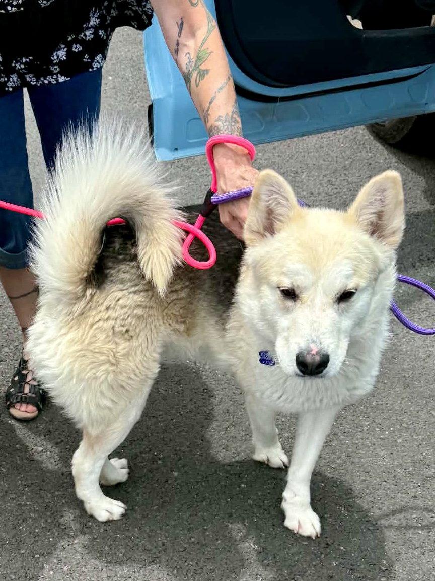 Sutton, Adoptable, Young Male Siberian Husky.