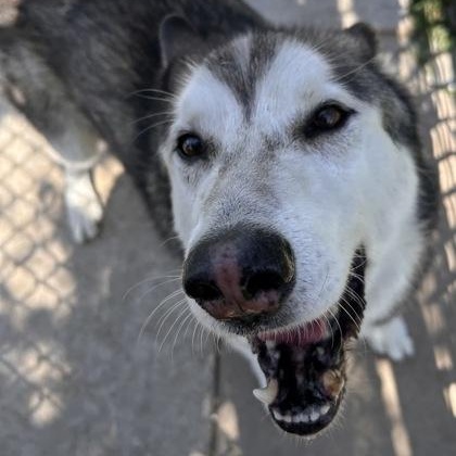 Grey, an adoptable mixed breed in The Colony, TX image 5/6