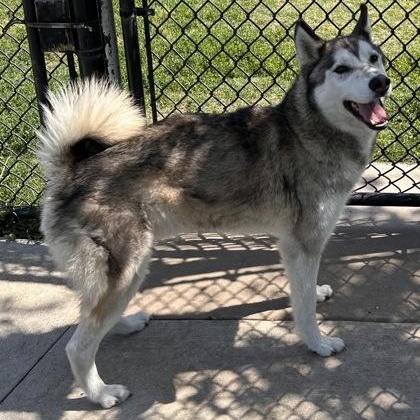 Grey, an adoptable mixed breed in The Colony, TX image 3/6