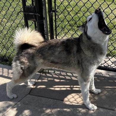Grey, an adoptable mixed breed in The Colony, TX image 4/6