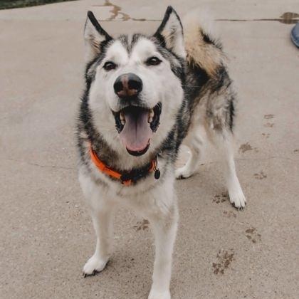 Grey, an adoptable mixed breed in The Colony, TX image 6/6