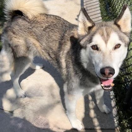 Grey, an adoptable mixed breed in The Colony, TX image 2/6