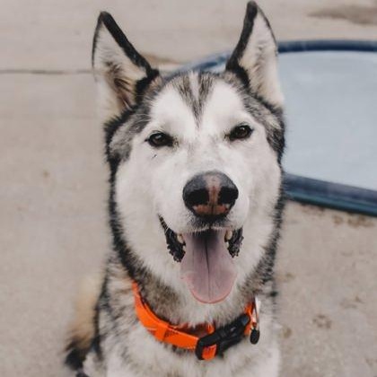 Grey, adoptable, Senior Male Husky.