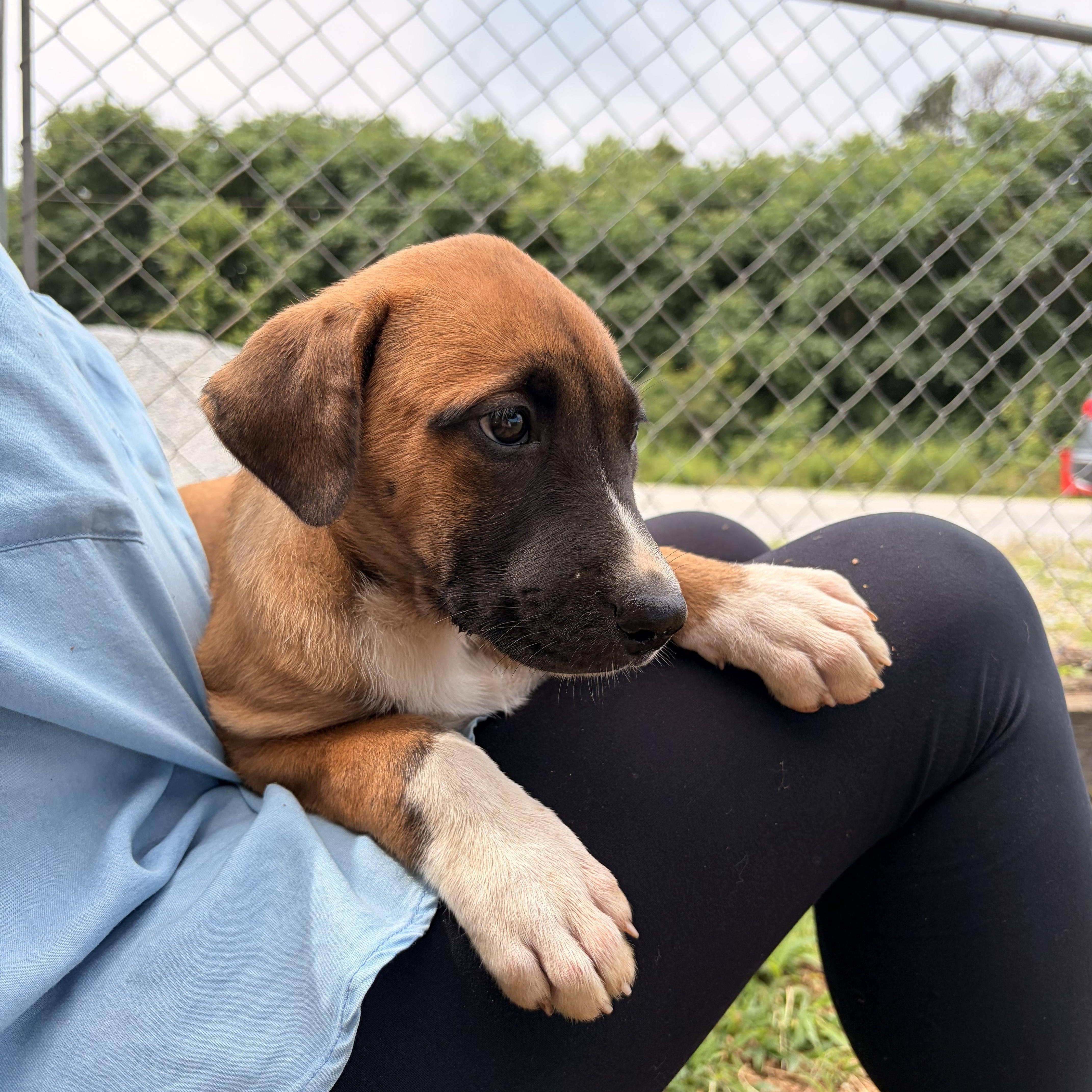 Enlarge Willow, a ADOPTABLE mixed breed in Melbourne, AR image 2/2