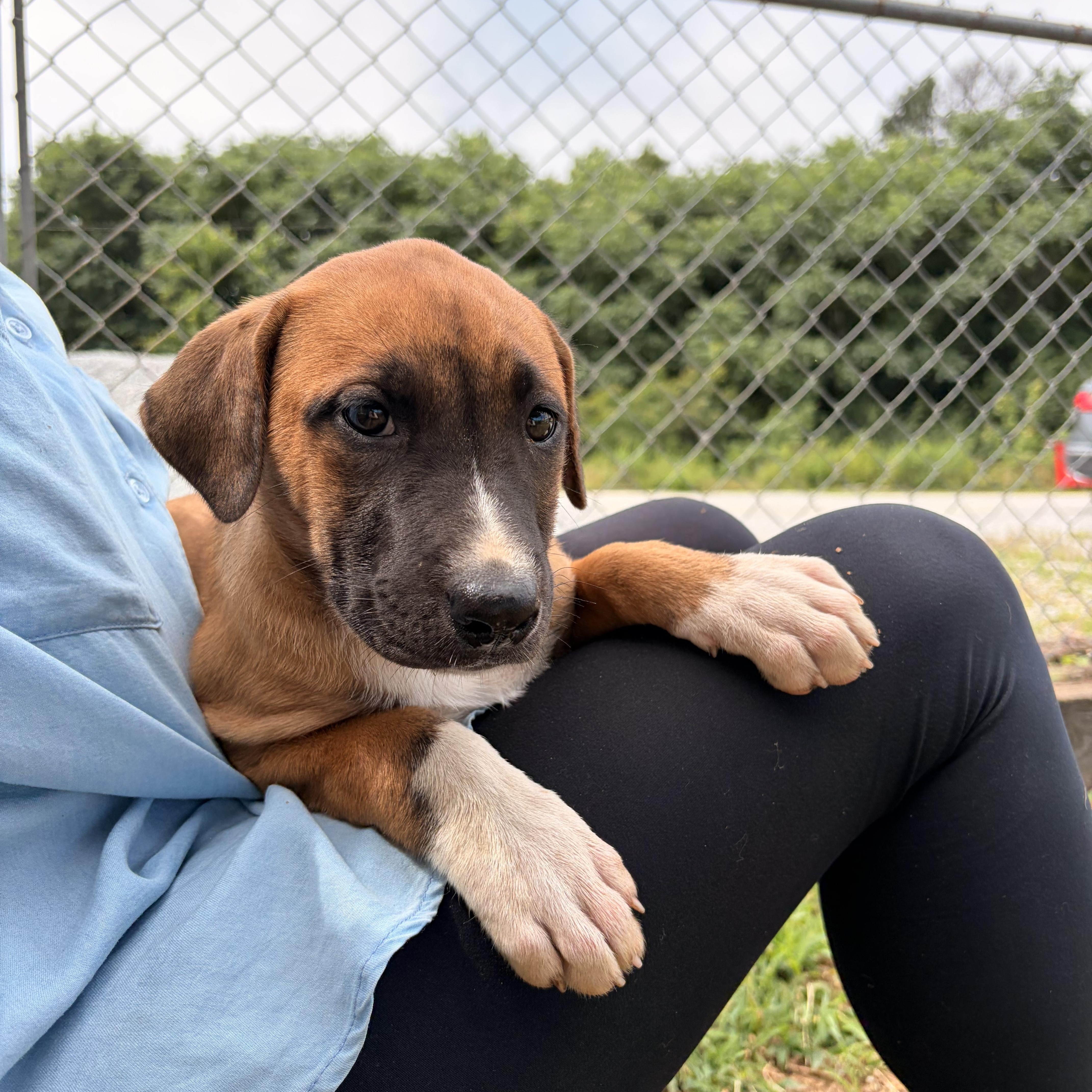 Willow, ADOPTABLE, Puppy Female Black Mouth Cur.