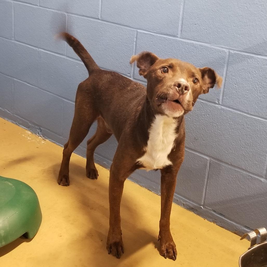 Brownie, Adoptable, Adult Male Pit Bull Terrier.