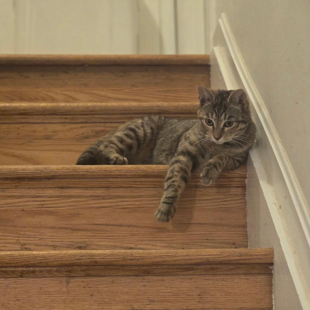 Dandelion, Adoptable, Young Female Domestic Short Hair.