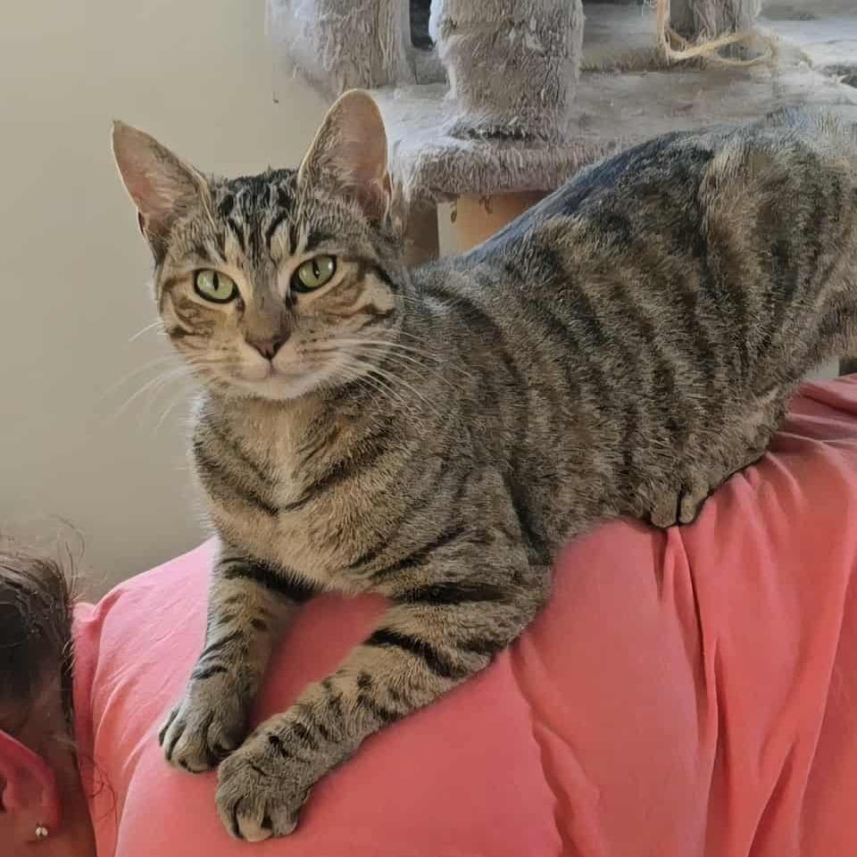 Enlarge Dandelion, a Adoptable Domestic Short Hair in Jarrettsville, MD image 3/6